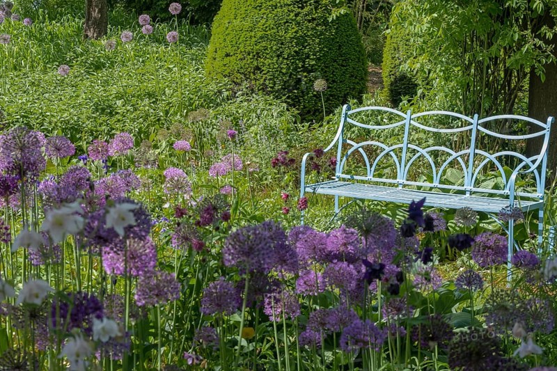 Allium blossom in the district educational garden, Burgsteinfurt, Münsterland, North Rhine-Westphalia, Germany