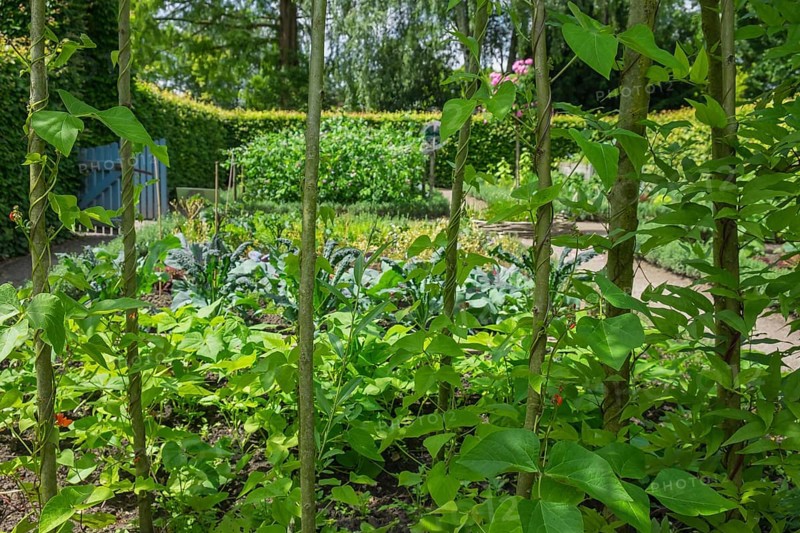 District educational garden, kitchen garden, Burgsteinfurt, Steinfurt, Münsterland, North Rhine-Westphalia, Germany