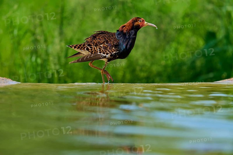 Bird walking on the water with colourful plumage, ruff (Calidris pugnax), male, spring, France