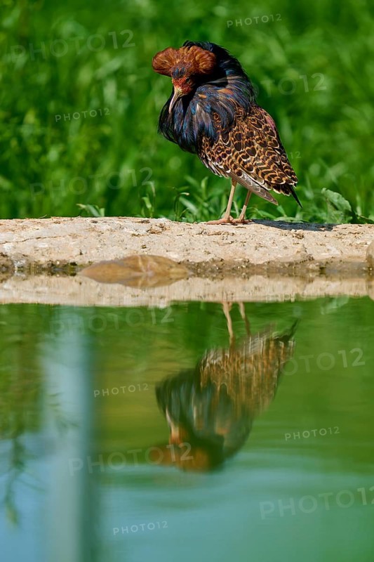 Bird with reflection in the pond and colourful plumage pattern, ruff (Calidris pugnax), male, spring, France