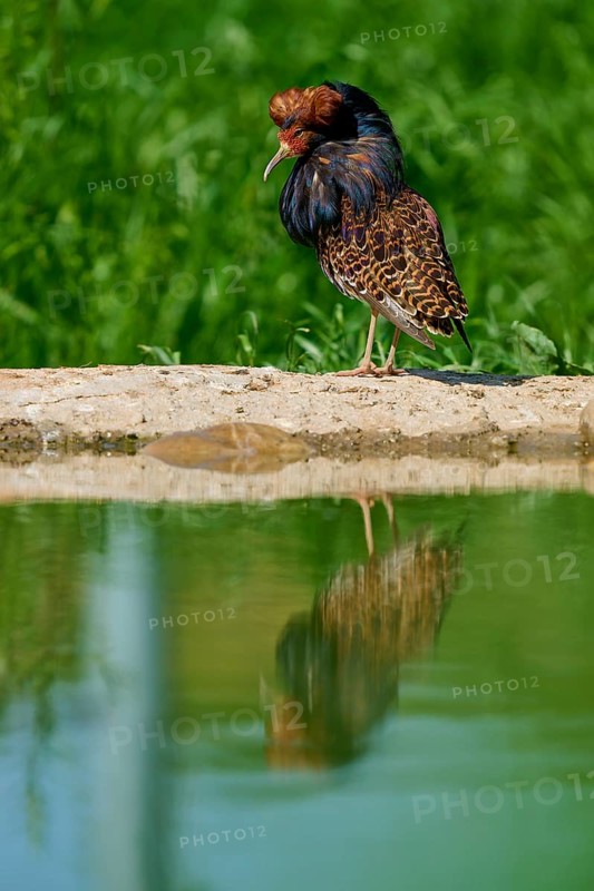 Bird with colourful plumage and ruff, by a pond, ruff (Calidris pugnax), male, spring, France