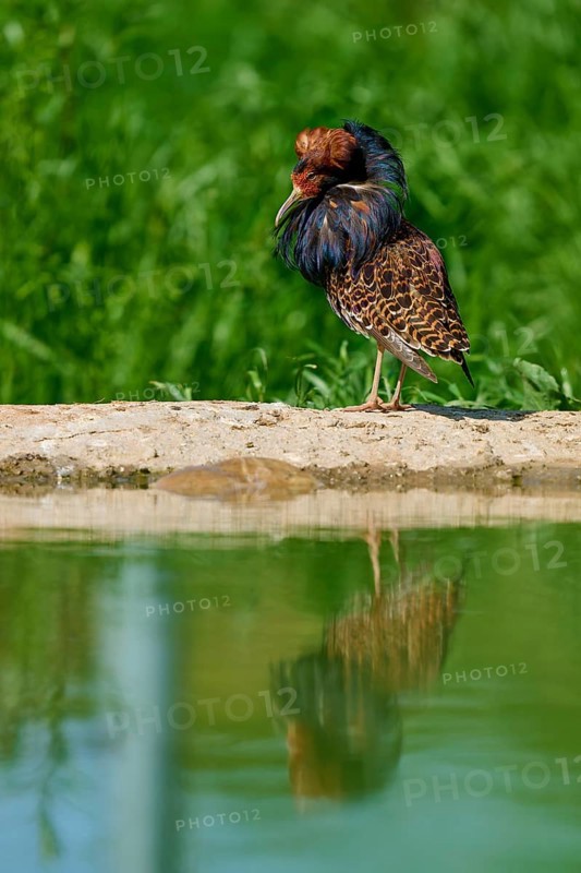 Bird at a pond with colourful plumage in a green background, ruff (Calidris pugnax), male, spring, France