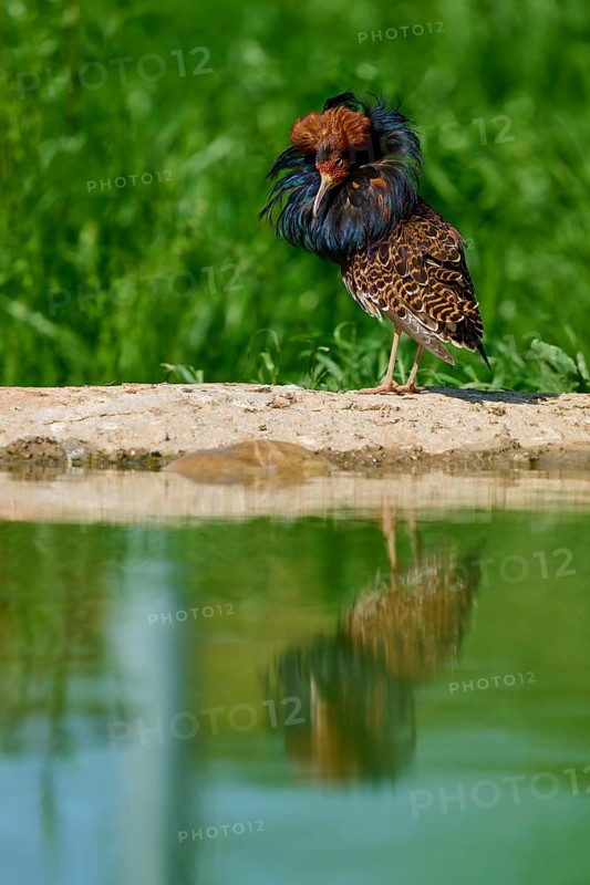 A bird with colourful plumage and ruff stands at the water's edge, its reflection visible in the calm water, ruff (Calidris pugnax), male, spring, France