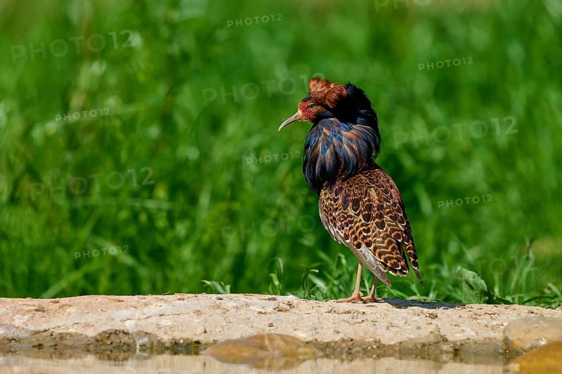 A bird with brightly coloured plumage stands on a stone in the greenery, ruff (Calidris pugnax), male, spring, France