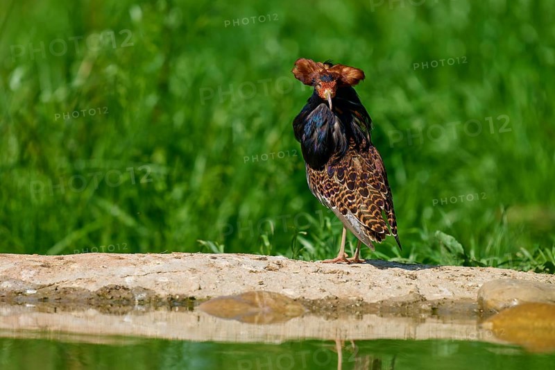 A striking bird with splendid plumage looks directly into the camera, surrounded by greenery, ruff (Calidris pugnax), male, spring, France