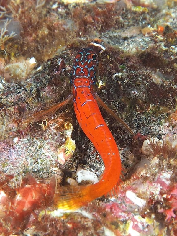 A small colourful fish with a long orange tail, pygmy blenny (Tripterygion melanurus), blenny, in a reef in the Mediterranean Sea near Hyères, dive site Peninsula Giens, Provence Alpes Côte d'Azur, France