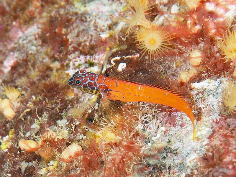A colourful fish with a bright orange tail, dwarf tip blenny (Tripterygion melanurus), blenny, on a reef in the Mediterranean Sea near Hyères, dive site Giens Peninsula, Provence Alpes Côte d'Azur, France