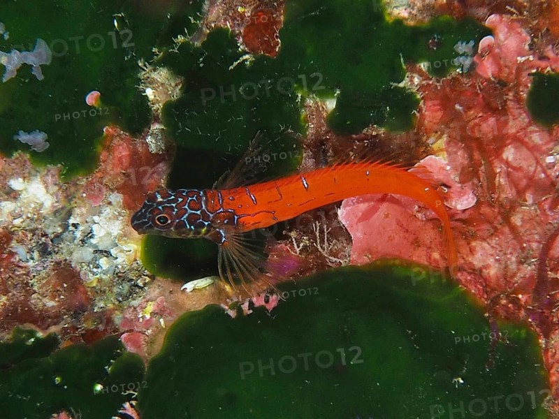 A colourful fish with red and blue patterns, Red-black triplefin (Tripterygion melanurus), blenny, on a reef in the Mediterranean Sea near Hyères, dive site Giens Peninsula, Provence Alpes Côte d'Azur, France