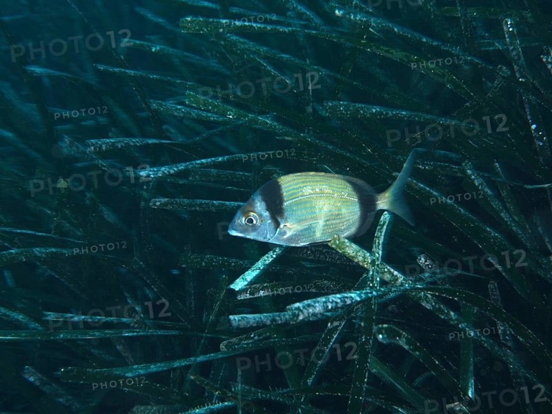 A silver-coloured fish, two-banded seabream (Diplodus vulgaris), swimming in dense seagrass, Neptune grass (Posidonia oceanica), in an underwater world in the Mediterranean Sea near Hyères, dive site Giens Peninsula, Provence Alpes Côte d'Azur, France