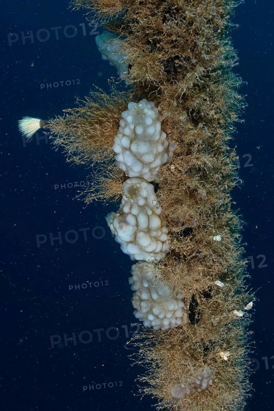 Several sponge-like sea creatures, white sea squirts (Phallusia mammillata) clinging to a rope in the Mediterranean Sea near Hyères, dive site Giens Peninsula, Provence Alpes Côte d'Azur, France