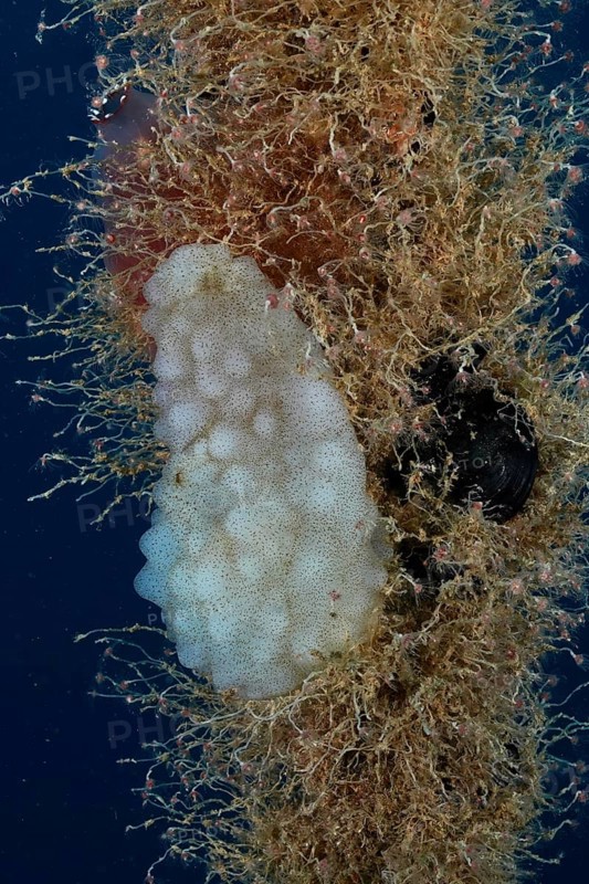 A sponge-like sea creature, white sea squirt (Phallusia mammillata), growing on a rope in the Mediterranean Sea near Hyères, dive site Giens Peninsula, Provence Alpes Côte d'Azur, France
