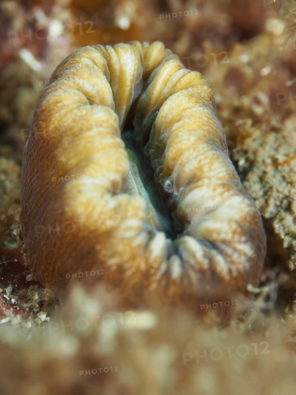 A large yellow warty coral (Balanophyllia europaea) with a distinctive wrinkled texture on the seabed in the Mediterranean Sea near Hyères, Giens Peninsula dive site, Provence Alpes Côte d'Azur, France