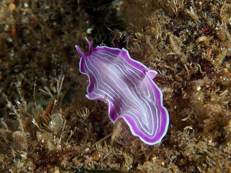 Pink striped marine flatworm, variable flatworm (Prostheceraeus giesbrechtii), on an algae-rich bottom in the Mediterranean Sea near Hyères, dive site Giens Peninsula, Provence Alpes Côte d'Azur, France
