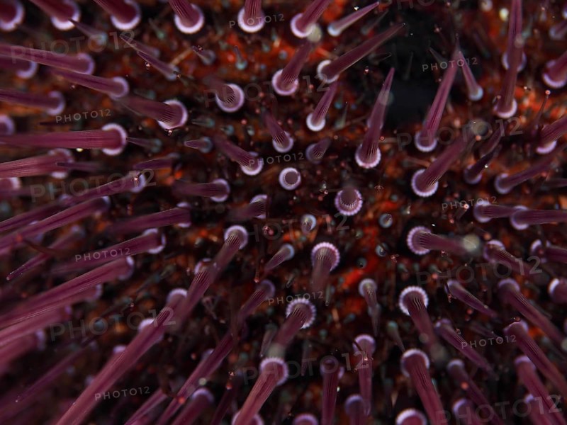 Close-up of a Sphaerechinus granularis (Sphaerechinus granularis) with numerous spines in the Mediterranean Sea near Hyères, dive site Giens Peninsula, Provence Alpes Côte d'Azur, France