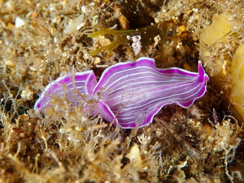Purple striped marine flatworm, variable flatworm (Prostheceraeus giesbrechtii), on the seabed between algae in the Mediterranean Sea near Hyères, dive site peninsula Giens, Provence Alpes Côte d'Azur, France