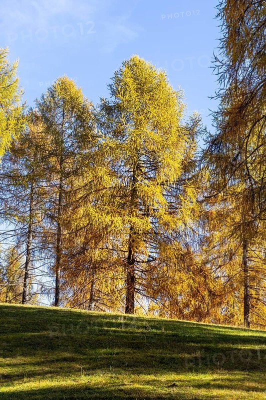 Autumnal larches in bright colours, Salten, Vinschgau, Italy