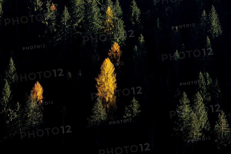 Autumnal larches in bright colours, Val Martello, Val Venosta, Italy