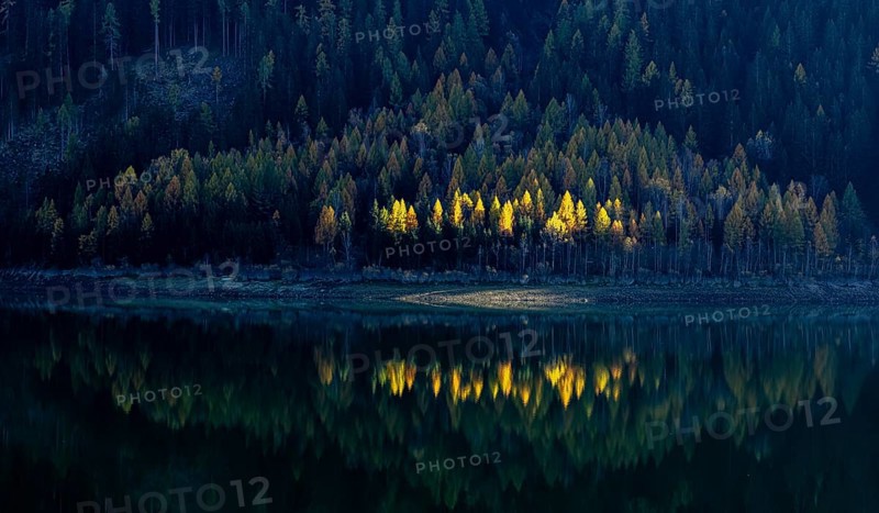 Autumnal larches in bright colours, Lake Zufrittsee, Val Martello, Val Venosta, Italy