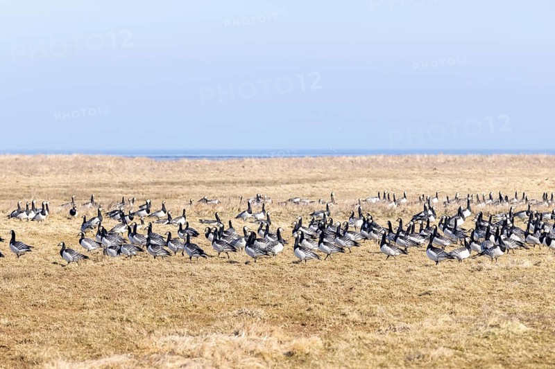 Geese gather by the sea, North Sea, Keitum, Sylt, Schleswig-Holstein