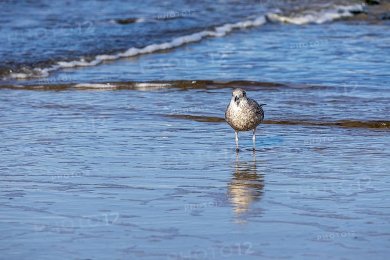 Seagull reflected in the sea, North Sea, Westerland, Sylt, Schleswig-Holstein