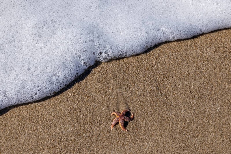 Starfish on the beach, Wenningstedt-Braderup, North Sea, Schleswig-Holstein