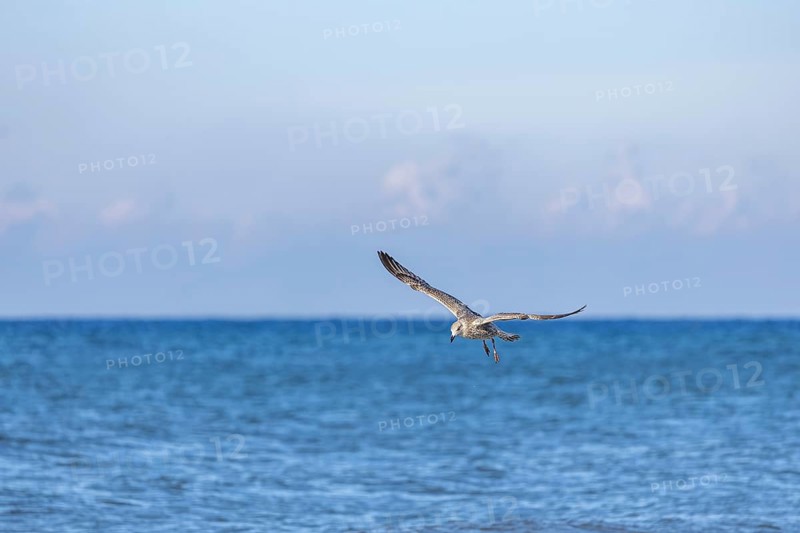 Seagull in flight by the sea, North Sea, Westerland, Sylt, Schleswig-Holstein