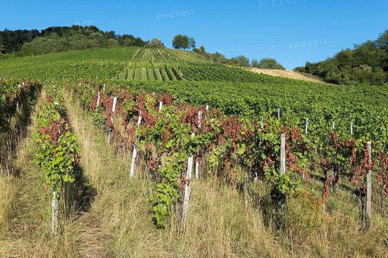Sunny vineyard with vines on a hill and bright sky in the background, infested with diseases, near Korb near Stuttgart, Baden-Württemberg, Germany