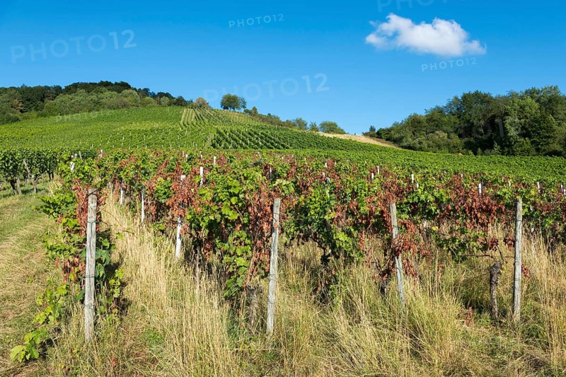 Rows of vines on a sunny hill under a bright blue sky, infested with disease, near Korb near Stuttgart, Baden-Württemberg, Germany