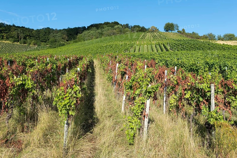 Vineyard with green and partly red vines on a sunny slope under a clear sky, infested with diseases, near Korb near Stuttgart, Baden-Württemberg, Germany