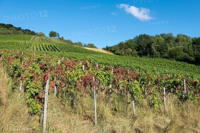 Vines stretch up the hill, lined with trees, under a clear sky, infested with disease, near Korb near Stuttgart, Baden-Württemberg, Germany