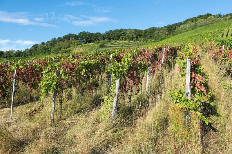 A vineyard full of vines surrounded by grass with a forest in the background, infested with diseases, near Korb near Stuttgart, Baden-Württemberg, Germany