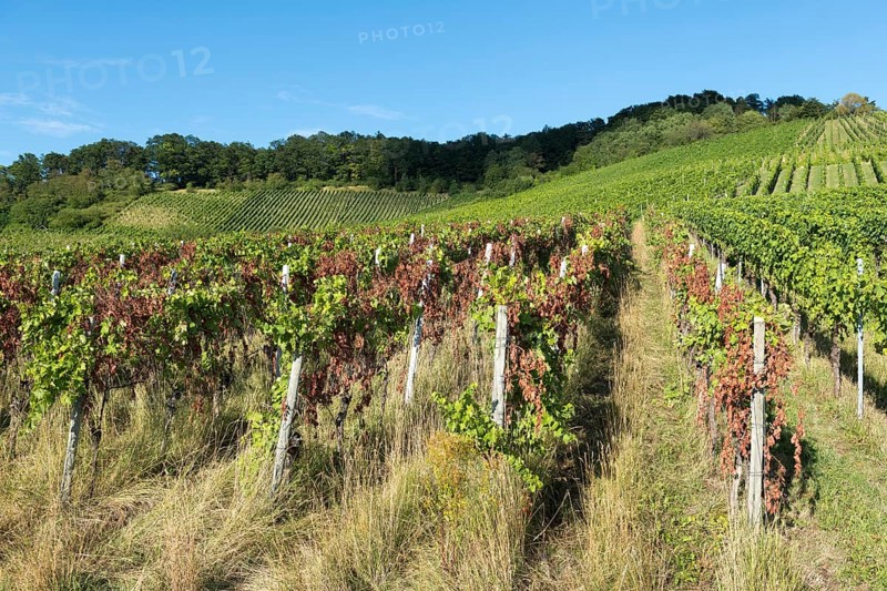 Hilly vineyard with green vines under a clear sky, showing an idyllic landscape, infested with diseases, near Korb near Stuttgart, Baden-Württemberg, Germany
