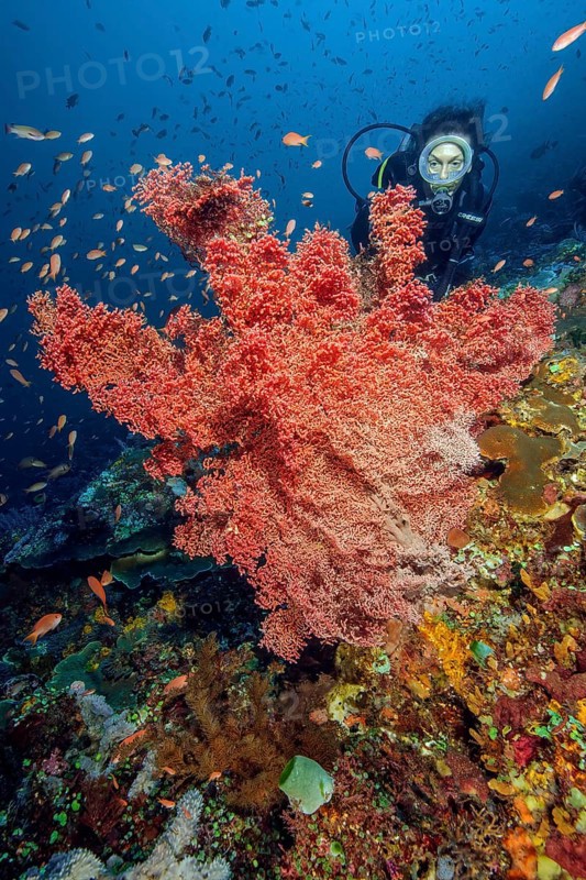 Diver looking at giant knotted fan (Melithaea ochracea) in colourful vibrant intact tropical coral reef, Pacific Ocean, Flores, Indonesia