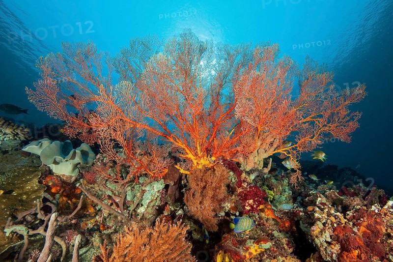 Horn coral (Melithaea) with red branches grows in lively intact colourful tropical coral reef filters feeds on plankton, Andaman Sea, Indian Ocean, Koh Tachai Island, Thailand