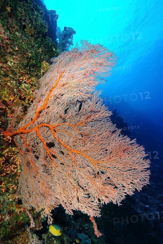 Horn coral (Melithaea) with red branches grows in current filters feeds on plankton, Andaman Sea, Indian Ocean, Koh Tachai Island, Thailand
