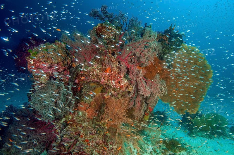 Colourful intact coral reef in front large coloured coral block with different species of horn corals in front (Melithaea) on the right in the background (Annella mollis), Parambassis ranga (Parapriacanthus guentheri) scattered throughout the picture, Andaman Sea, Indian Ocean, Anita's Reef, Similan Island No. 5, Similan Islands, Thailand