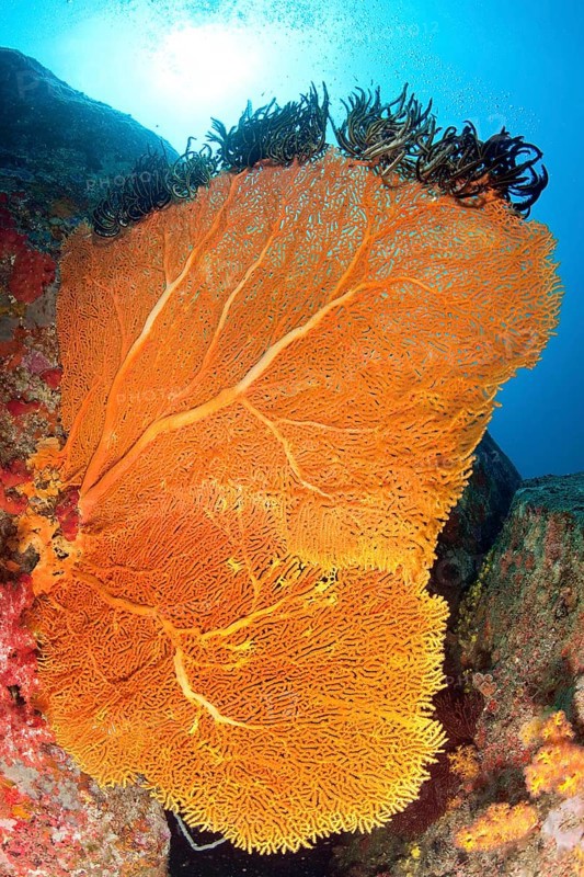 Backlit photograph of large horn coral (Annella mollis) fan coral Giant fan growing towards the sun, Andaman Sea, Indian Ocean, Deep Six, Similan Island No. 7, Similan Islands, Thailand