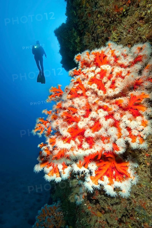 Diver looking at illuminated colony of Tree coral (Dendrophyllia ramea) growing on cliff face of prehistoric lava reef, East Atlantic, Fuerteventura, Canary Islands, Spain