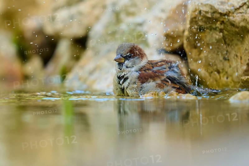 House sparrow (Passer domesticus), bathing in water with splashing water near stones, France