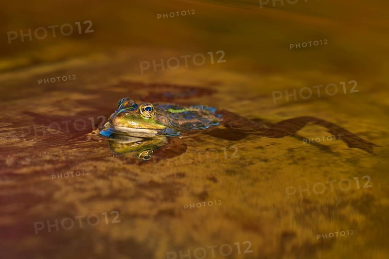 European Common Frog (Rana temporaria), in shallow brown water with strong reflection and natural environment, France