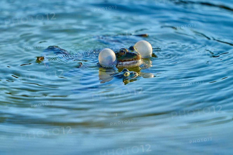 European Common Frog (Rana temporaria), blowing bubbles in blue water, surrounded by gentle ripples and natural splendour, France