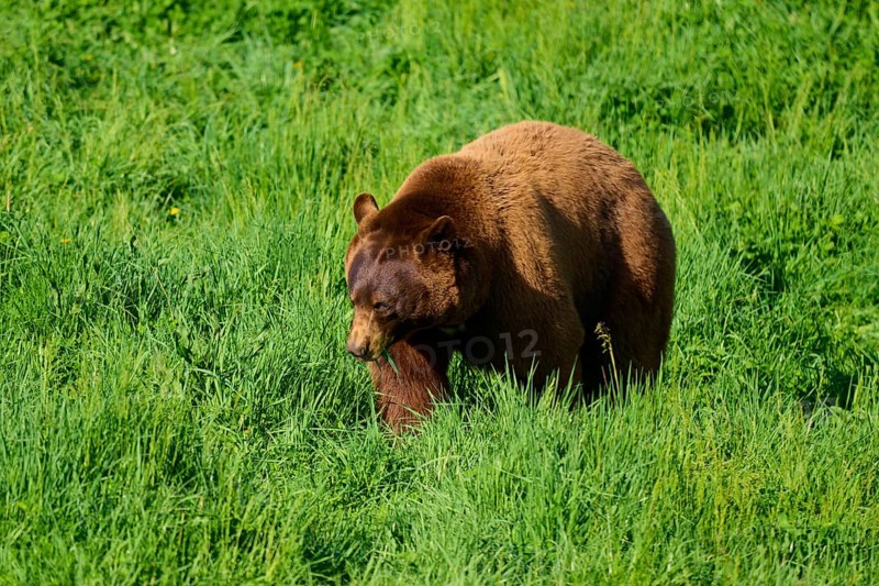 American Black Bear (Ursus americanus), bending low in the grass, surrounded by lush vegetation, France