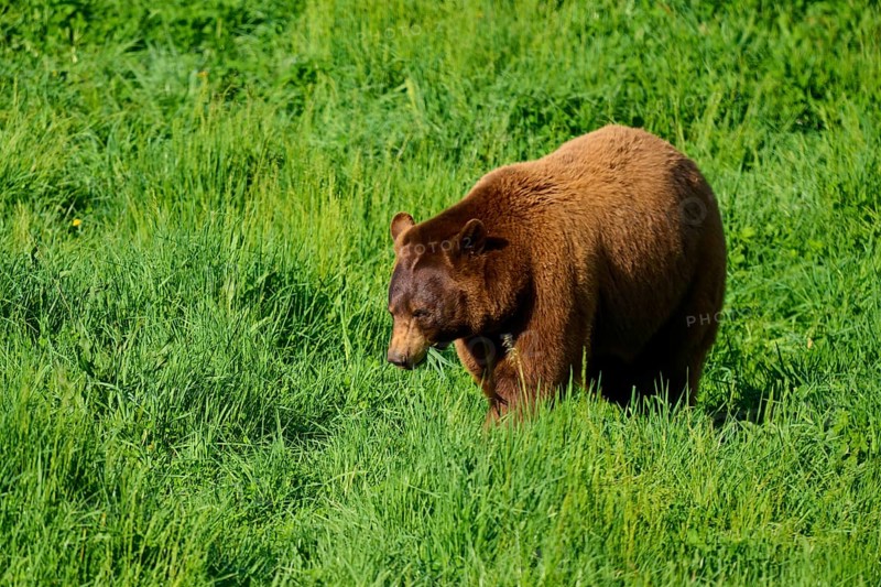 American Black Bear (Ursus americanus), walking slowly through the tall grass of the green meadow, France