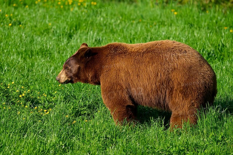 American Black Bear (Ursus americanus), in natural surroundings on a green meadow in fine weather, France