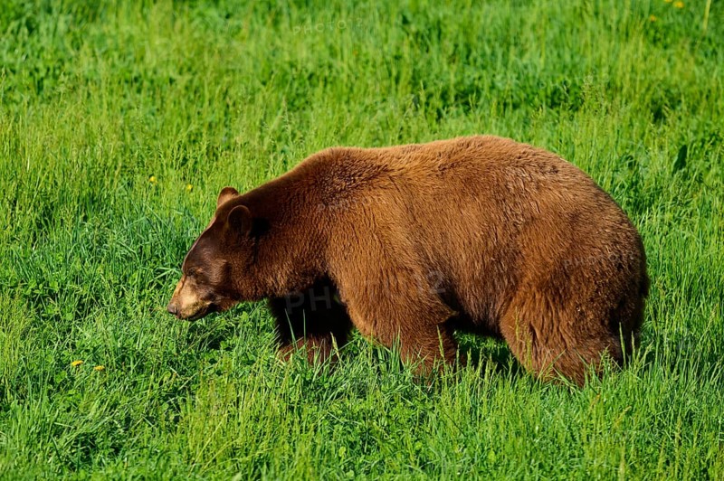 American Black Bear (Ursus americanus), slowly roaming the green meadow, in harmony with nature, France
