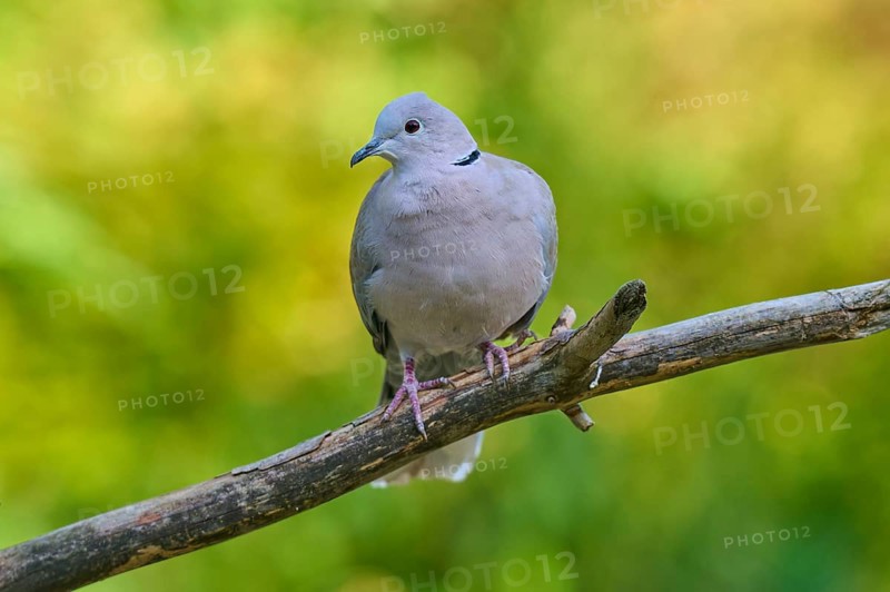 Eurasian collared dove (Streptopelia decaocto), resting on a branch against a blurred background, France