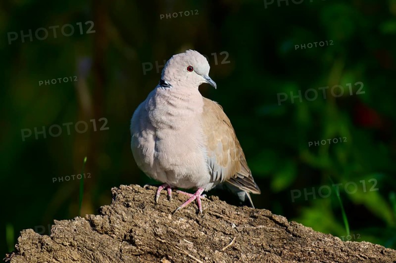 Eurasian collared dove (Streptopelia decaocto), on a natural background with soft brown plumage and dark background, France