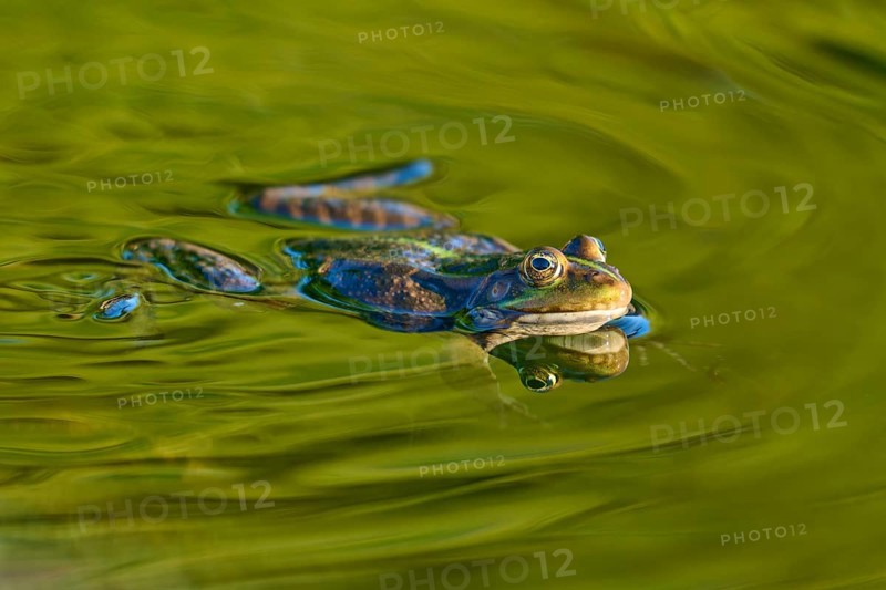 European Common Frog (Rana temporaria), swimming in green water, showing vivid details and natural reflections, France