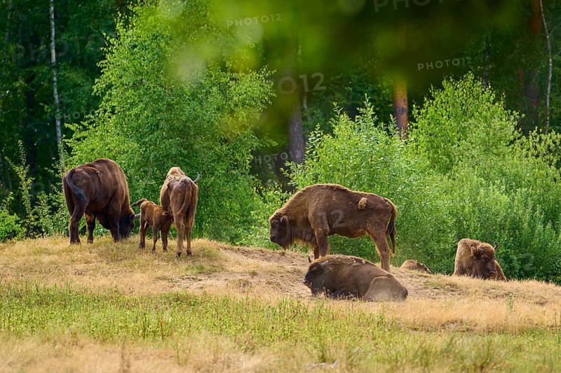 Bison (Bison bonasus), herd of bison with young animals grazing in front of a forest, summer, Hesse, Germany