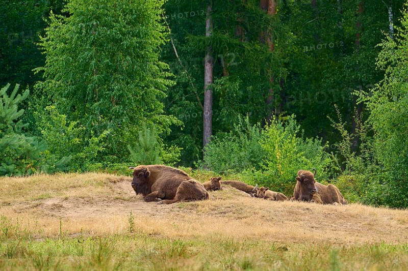 Bison (Bison bonasus), herd of bison with young animals lying and resting on a grassy rise in front of a forest, summer, Hesse, Germany